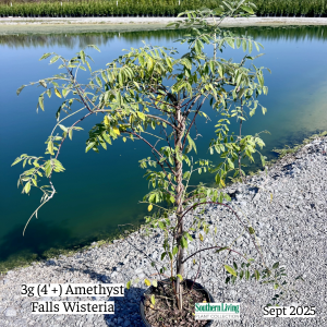 September 2025 3g Amethyst Falls Wisteria Single Website